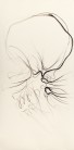 Tengo sed - Mich dürstet | Dibujo 6 - 195 x 98 cm | Zeichenkohle und Pastell auf Papier | 2012