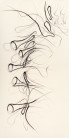 Tengo sed - Mich dürstet | Dibujo 8 - 195 x 98 cm | Zeichenkohle und Pastell auf Papier | 2012